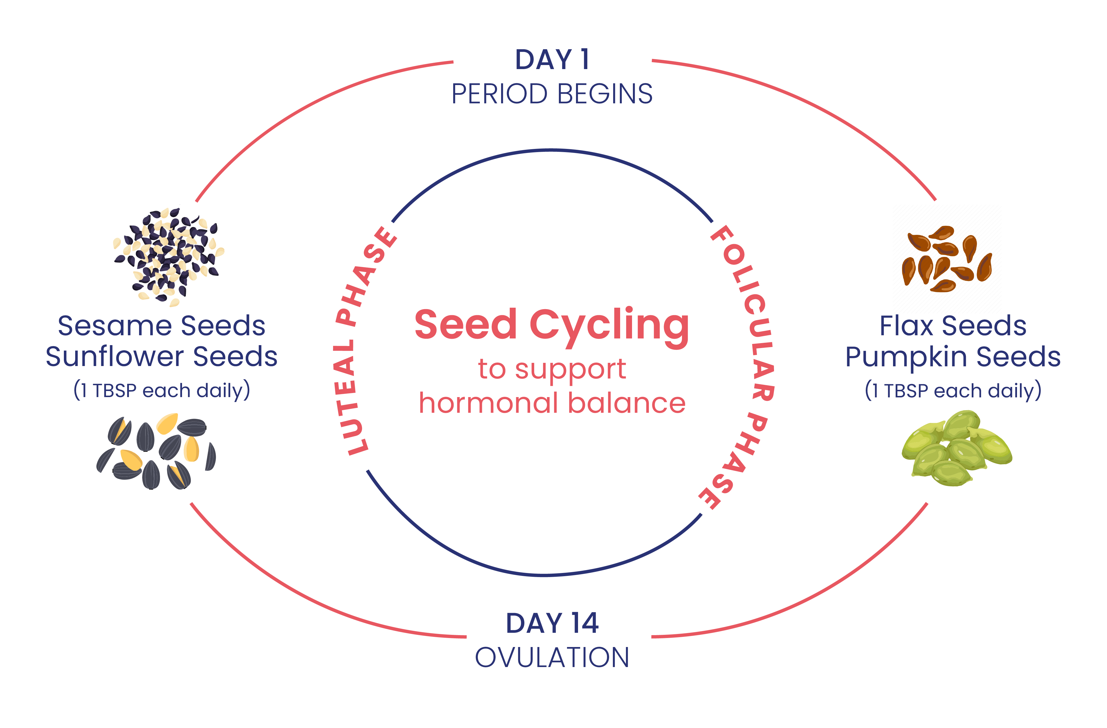 the seed cycle i.e. consuming 1 tablespoon of pumpkin seeds and flax seeds in the follicular phase and and 1 tablespoon of sunflower and sesame seeds in the luteal phase of your menstrual cycle